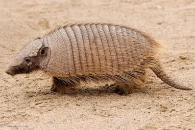 Un sabroso armadillo