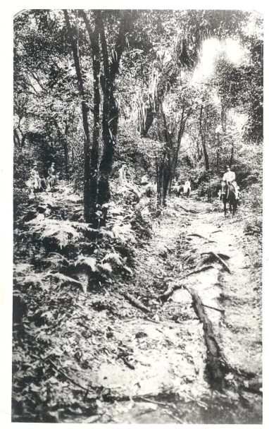 La selva tucumana