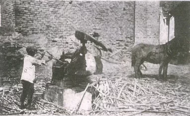 Pelando caña en 1910